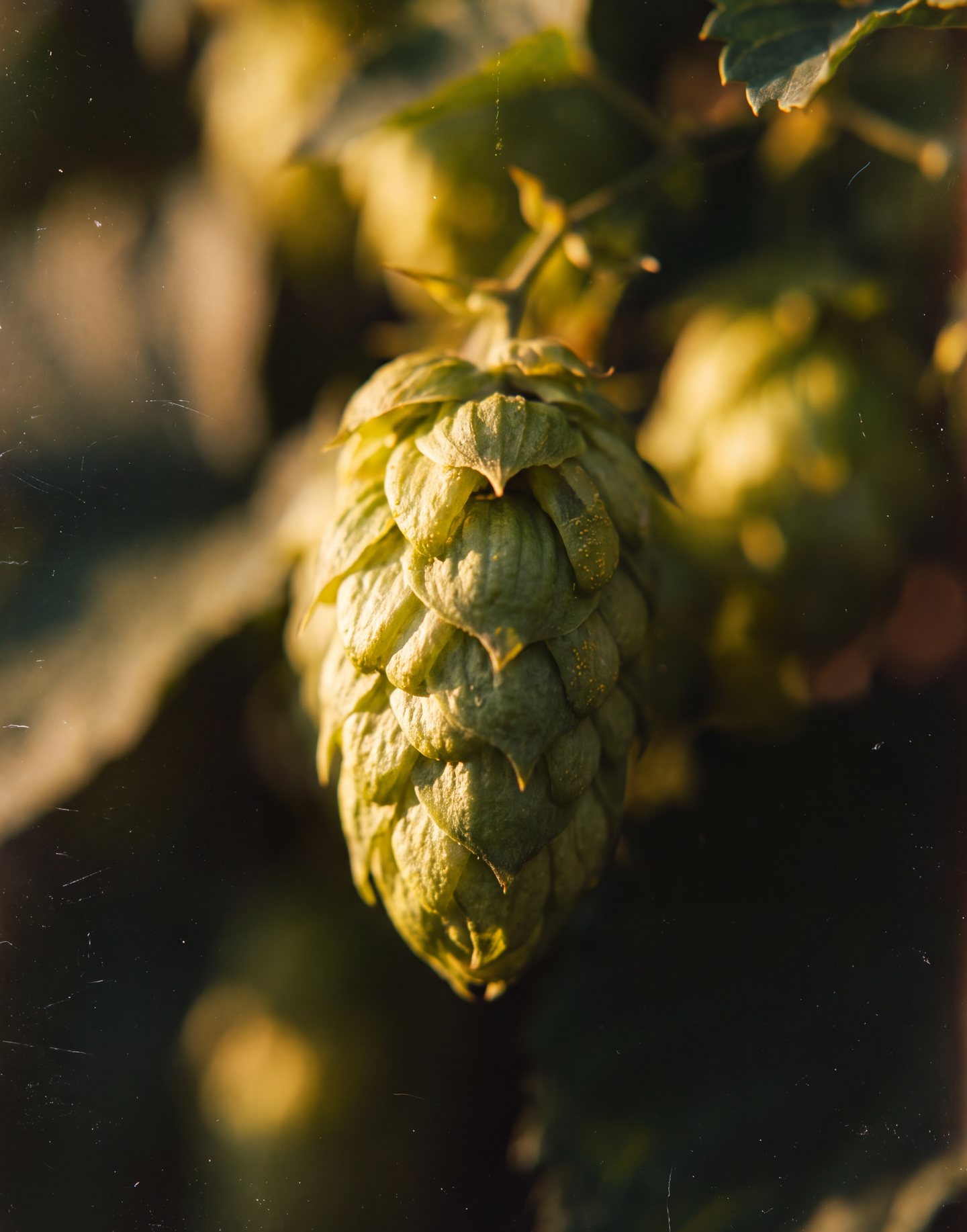 Cône de houblon dans la lumière du soir